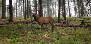 elk cemetery 081818